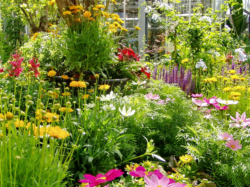 So geht...Garten im Klimawandel (24.06. 11Uhr), Der pflegeleichte