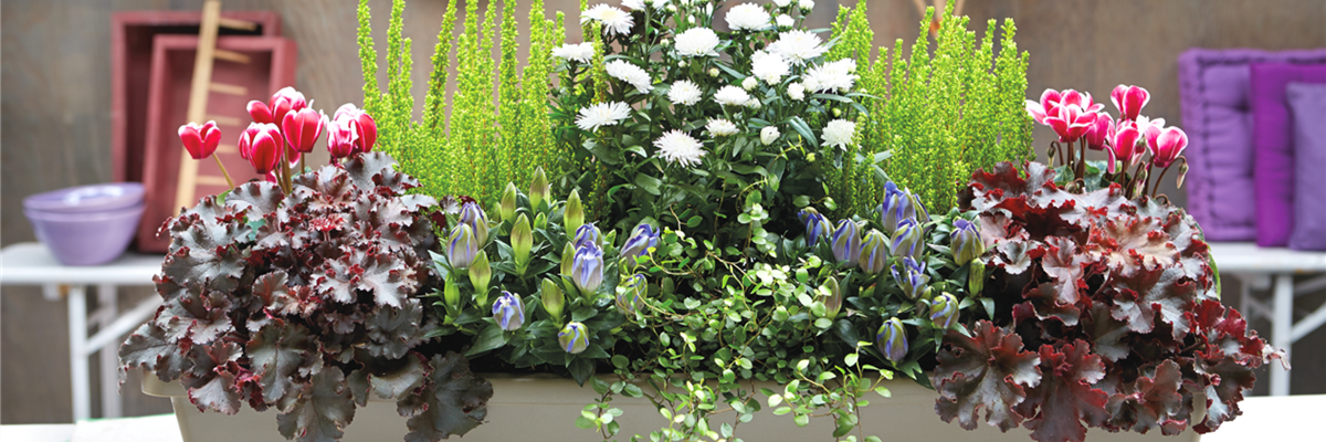 DER HERBST IM KASTEN!