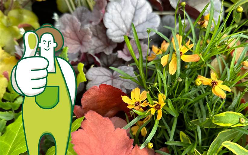 eigene-produktion-grdaumen_980x610.jpg eigene-produktion-grdaumen_980x610.jpg