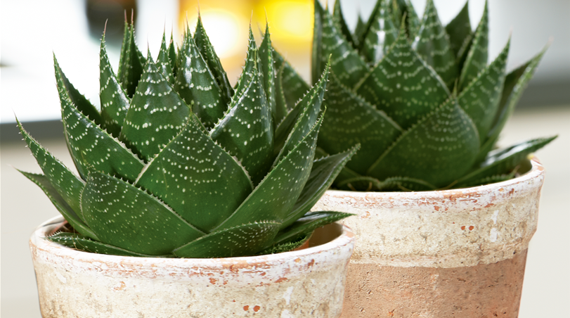 Aloe_52391_SAGAFLOR_AG.ttif.png