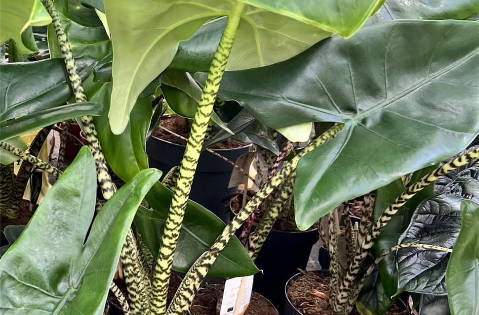 zimmerpflanze mit geflochtenem stamm Ficus Nitida geflochtener Stamm - 100cm main image 1