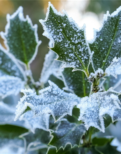 Pflanze des Monats Dezember: Stechpalme