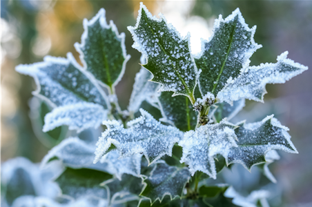 Pflanze des Monats Dezember: Stechpalme Pflanze des Monats Dezember: Stechpalme