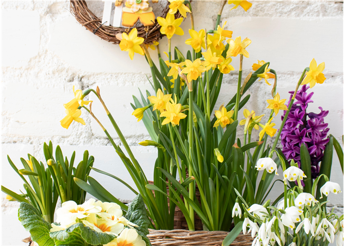 FRüHLINGSGEFüHLE AUS DER ZWIEBEL! FRüHLINGSGEFüHLE AUS DER ZWIEBEL!