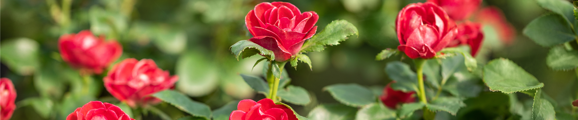 Rosa, rot
