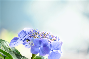 Hortensie