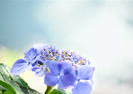 Hortensie