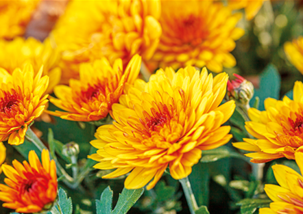 Chrysantheme