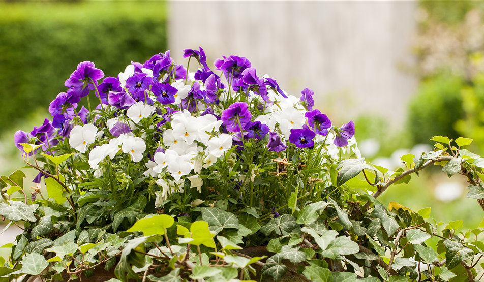 TROPICA-TIPP - Stauden-Kombis