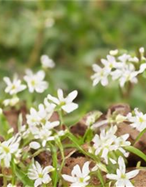 Wie geht...Natur (10.04. 15:00Uhr)