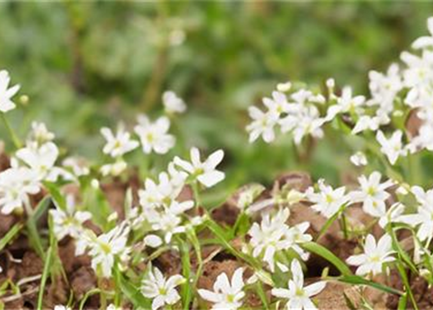 Wie geht...Natur (10.04. 15:00Uhr)