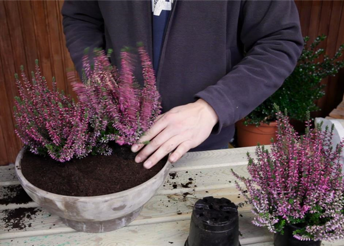 KNOSPENHEIDE - EINPFLANZEN IN EIN GEFÄSS KNOSPENHEIDE - EINPFLANZEN IN EIN GEFÄSS