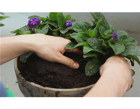 VANILLEBLUME - EINPFLANZEN IN EIN GEFäSS