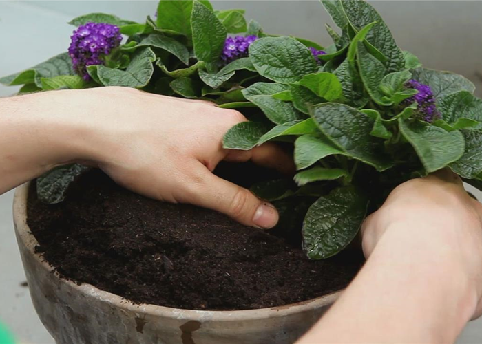 VANILLEBLUME - EINPFLANZEN IN EIN GEFäSS VANILLEBLUME - EINPFLANZEN IN EIN GEFäSS