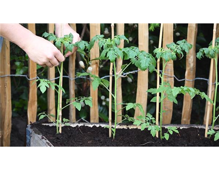 Cherrytomaten - Einpflanzen im Hochbeet