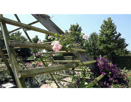Gartengestaltung - Rosengarten