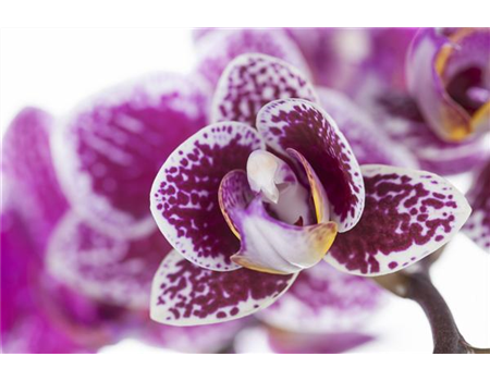 ORCHIDEEN FüR ANFäNGER UND PROFIS