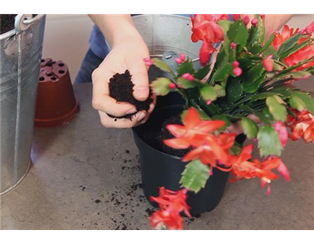 WEIHNACHTSKAKTUS - EINPFLANZEN IN EIN GEFÄß