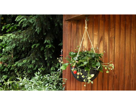 Erdbeeren - Ampel Bepflanzen