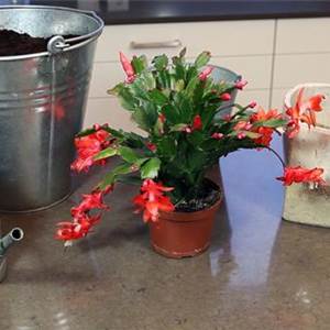 WEIHNACHTSKAKTUS - EINPFLANZEN IN EIN GEFÄß WEIHNACHTSKAKTUS - EINPFLANZEN IN EIN GEFÄß