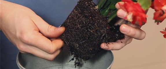 WEIHNACHTSKAKTUS - EINPFLANZEN IN EIN GEFÄß WEIHNACHTSKAKTUS - EINPFLANZEN IN EIN GEFÄß