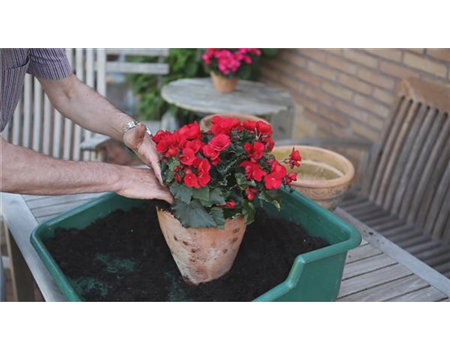 Blumenkübel - Bepflanzen mit Sommerblumen
