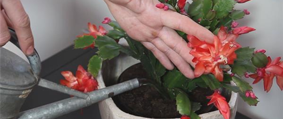 WEIHNACHTSKAKTUS - EINPFLANZEN IN EIN GEFÄß WEIHNACHTSKAKTUS - EINPFLANZEN IN EIN GEFÄß