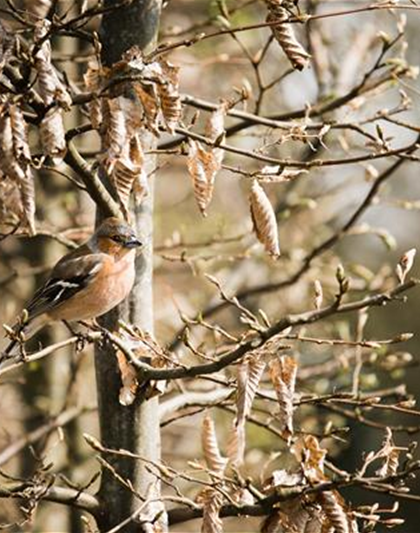 Frühlingsgefühle: Vögel in der Brutzeit