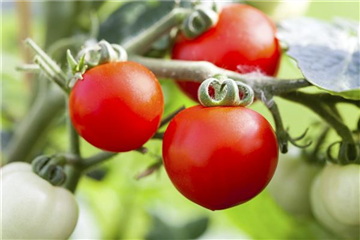 LECKERE BALKON-TOMATEN