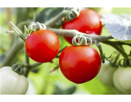 ALTE TOMATENSORTEN FüRS FREILAND!
