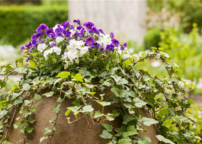 HARMONISCHE PAARUNGEN! HARMONISCHE PAARUNGEN!