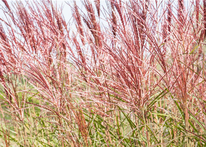 GRäSER - VIELSEITIG UND SCHöN GRäSER - VIELSEITIG UND SCHöN