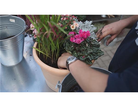 Blumenkübel - Bepflanzung für den Herbst