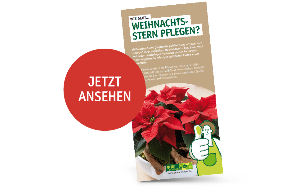 Wie geht... Weihnachtsstern pflegen?