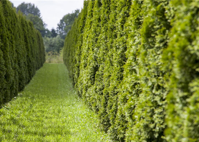 AUSGEHECKT! AUSGEHECKT!