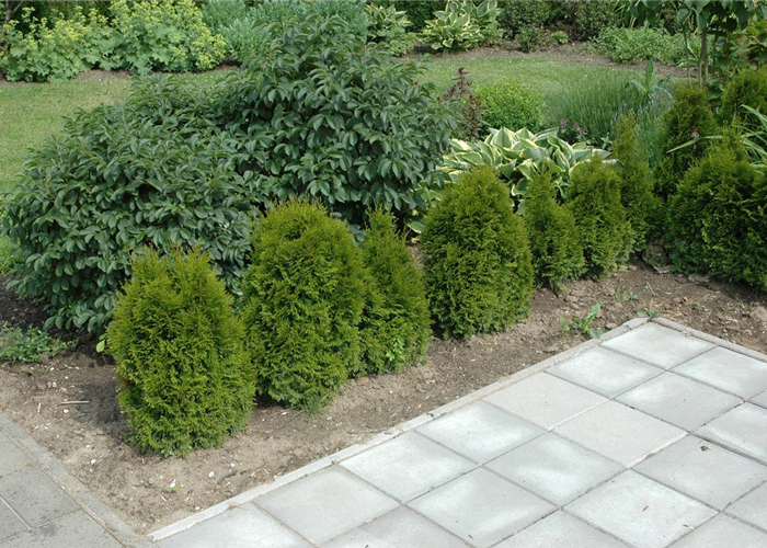 TOP 5 HECKENPFLANZEN im portrait TOP 5 HECKENPFLANZEN im portrait