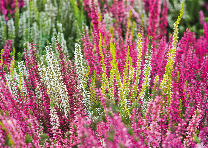 KNOSPENBLüHERHEIDE KNOSPENBLüHERHEIDE