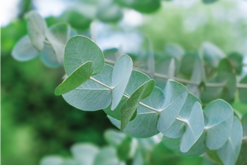 PFLANZE DES MONATS NOVEMBER: EUKALYPTUS