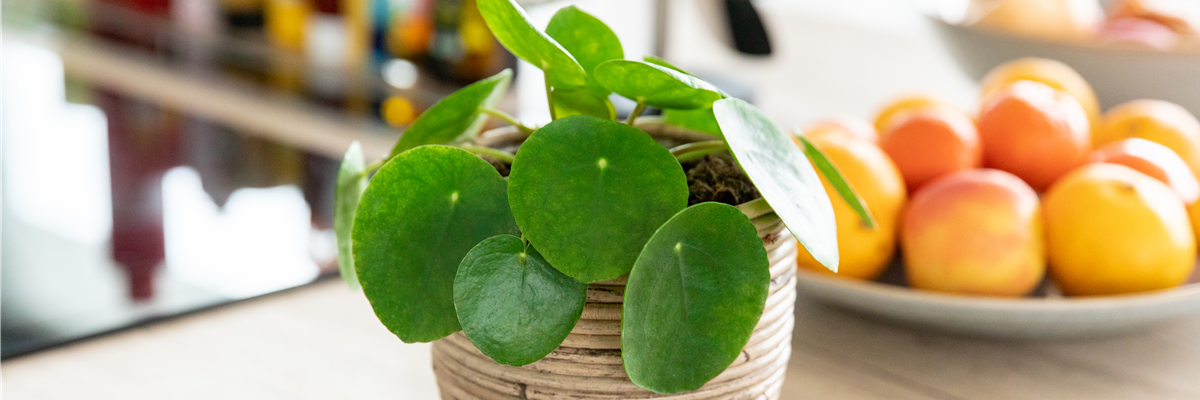 Pilea peperomioides