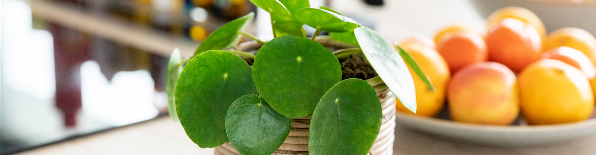 Pilea peperomioides