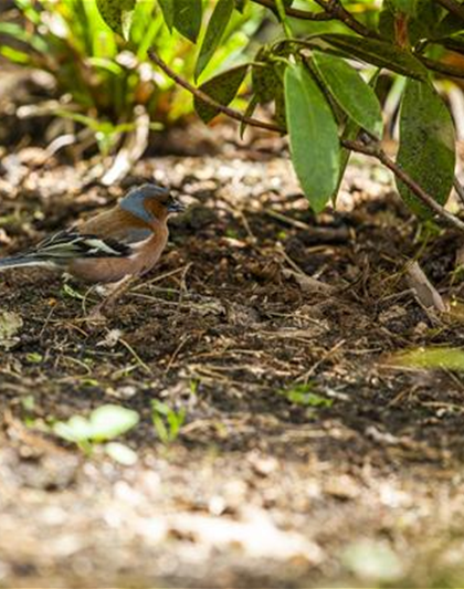 Der Garten – Heimat für Vögel und Co.