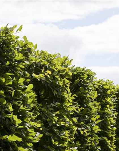 Die Hainbuche: Hecke und Vogelparadies