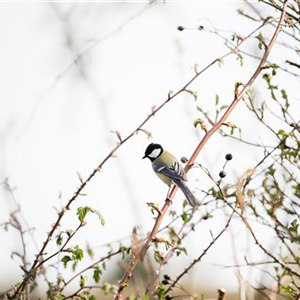 Wildvögel füttern im Winter