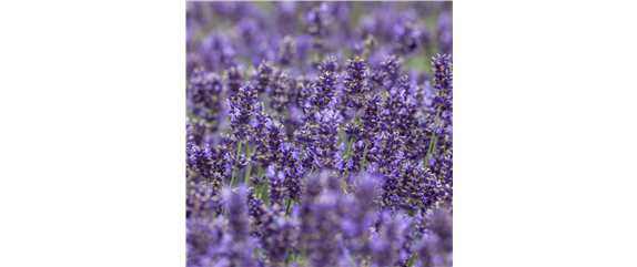 STAUDENVIELFALT! STAUDENVIELFALT!