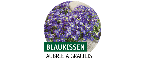 STAUDENVIELFALT! STAUDENVIELFALT!