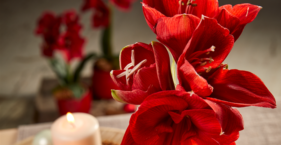 Amaryllis Ritterstern