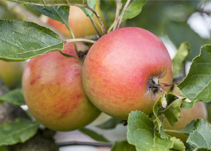 WIE GEHT... OBSTGEHöLZE PFLANZEN? WIE GEHT... OBSTGEHöLZE PFLANZEN?