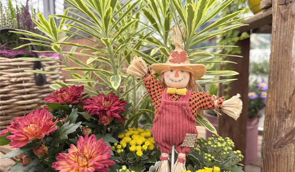 IMPRESSIONEN - PFLANZEN und DEKO ZUM HERBST IMPRESSIONEN - PFLANZEN und DEKO ZUM HERBST