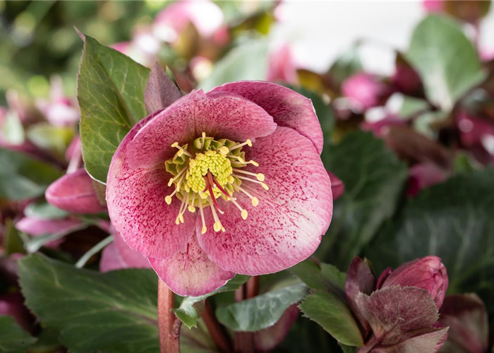STAUDENPFLANZUNG LEICHT GEMACHT STAUDENPFLANZUNG LEICHT GEMACHT