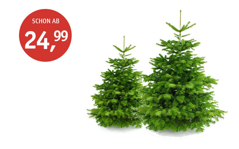 Weihnachtsbaum-Preis_2025_980x610.jpg Weihnachtsbaum-Preis_2025_980x610.jpg